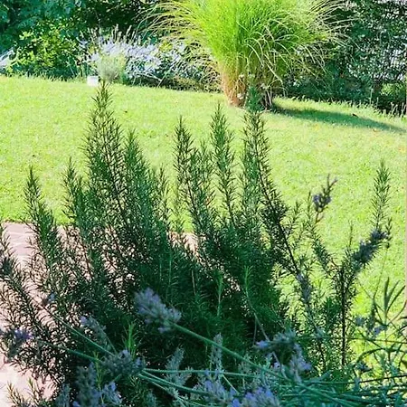 Appartement Spacious House With Sun Porch And Big Garden